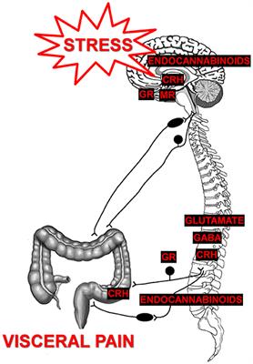 Stress-Induced Chronic Visceral Pain of Gastrointestinal Origin